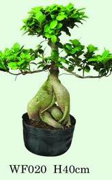 Ficus