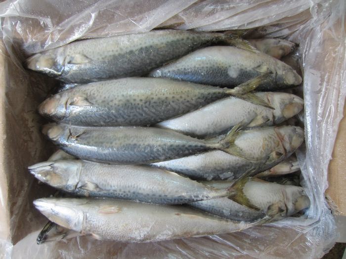 300-500g Landfrozen Mackerel Fish Price