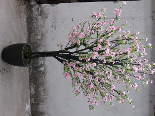Sakura Tree