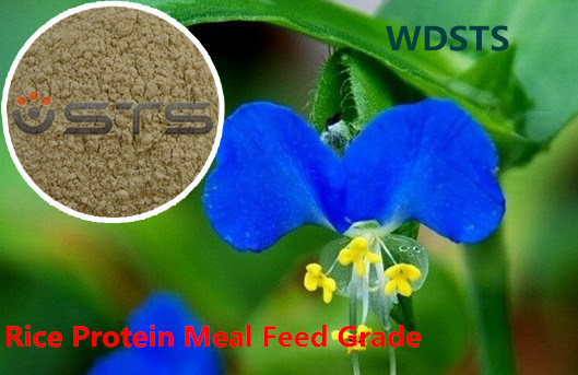 Animal Feed Rice Protein Meal with Lowest Price -Hot Sale