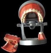 Dental Material of Dental Teaching Model