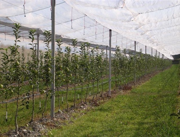 Fruit Tree Netting, Orchard Protect Netting