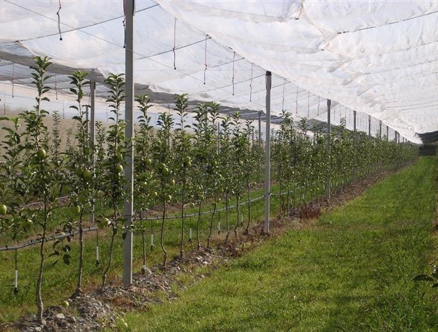 Fruit Tree Netting, Orchard Protect Netting