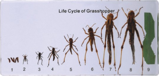 Life Cycle of Grasshopper-M11003