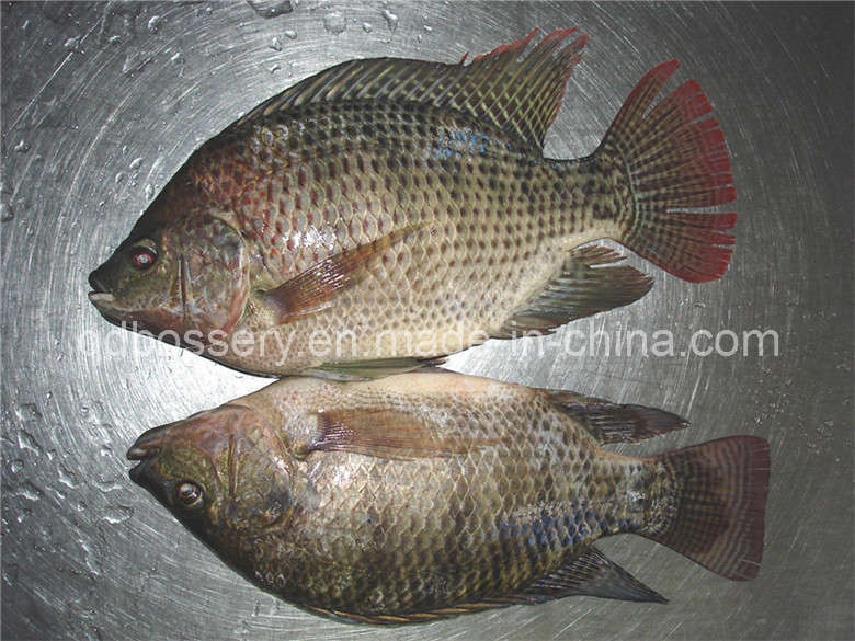 Frozen Tilapia Fish