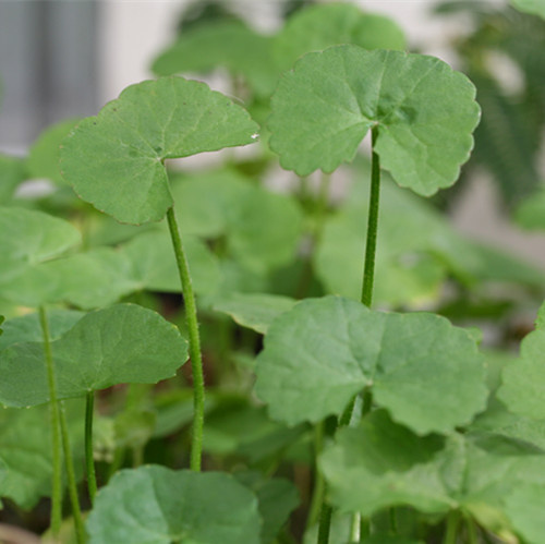 Centella Asiatica Extract Gotu Kola Extract