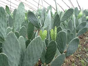Cactus Plant P. E. 