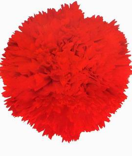Carnation-Master