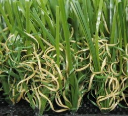 Artificial Grass