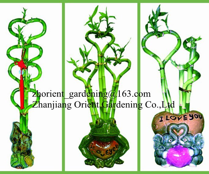 Heart Shape Lucky Bamboo Dracaena Sanderiana Bamboo Bonsai Indoor Aquatic Plants
