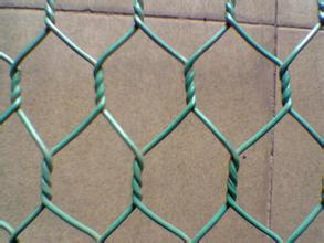 Galvanized Hexagonal Wire Mesh/Plastic Hexagonal Wire Mesh