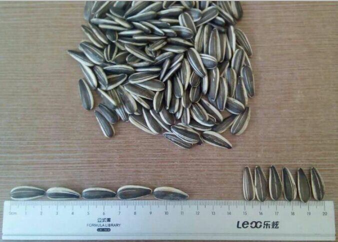 Sunflower Seeds 0409 (9023) with Hot Sale and Large Supplier