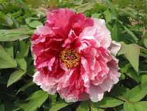 Tree Peony