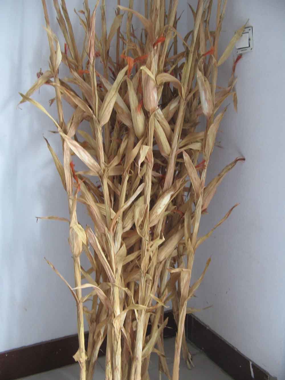 Artificial Corn Stalk