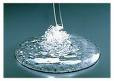 Additive for Feed and Food