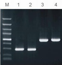 Hotstar Taq DNA Polymerase (PR1051)