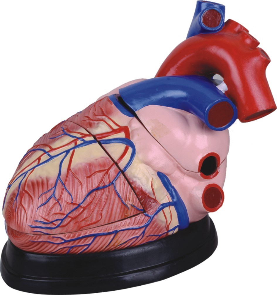 Human Heart Model-Mh07011