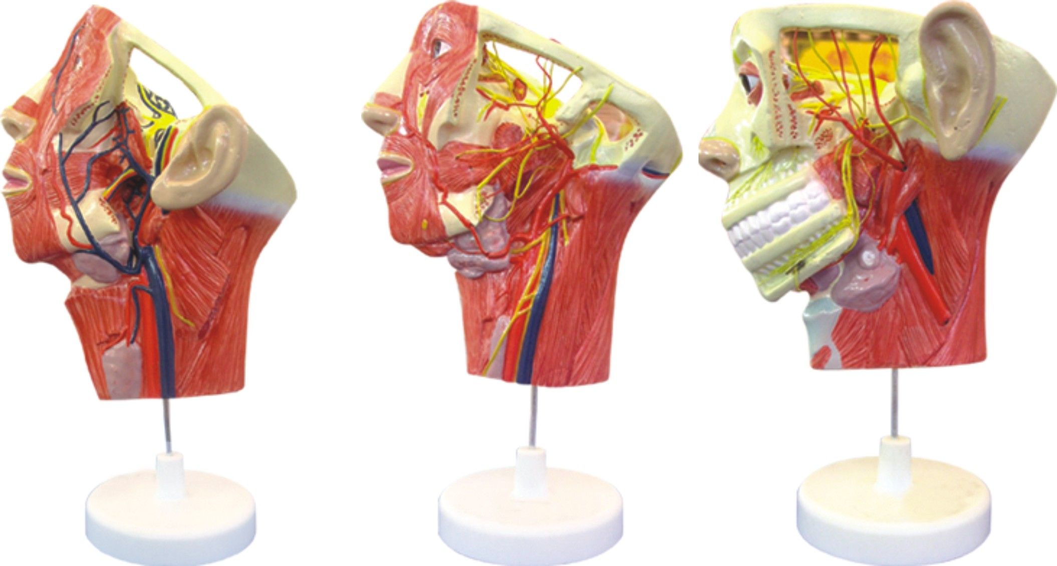 Model of VAS and Nerves Distributing in Face and Cervix