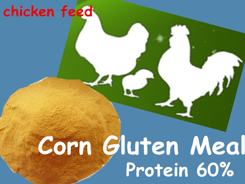 Corn Gluen Feed for Feed with Low Price