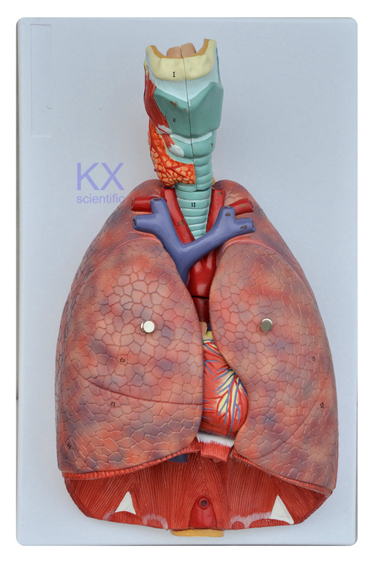 Larynx Heart and Lung Respiratory System Model
