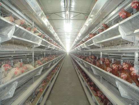 Poultry H Type Layer Raising Equipment (9HLXD-4-240)