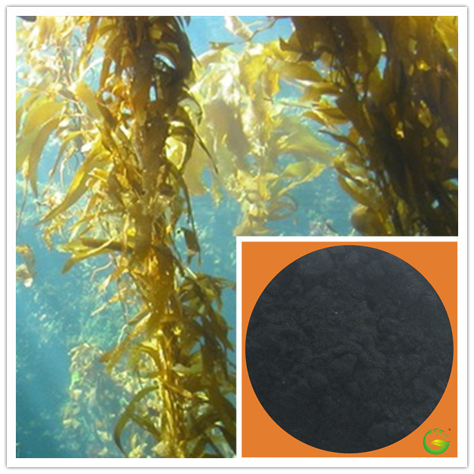 Seaweed Extract Power/Flake for Agriculture