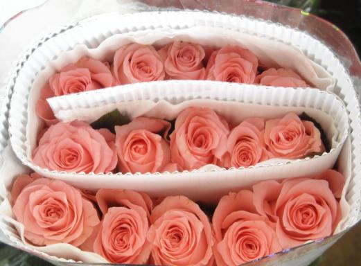 Fresh Cut Flowers--Roses