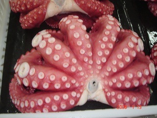 Frozen Octopus -Flowershape (004)