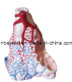 3D Anatomical Expansion Model of Alveolus (EYAM-04)