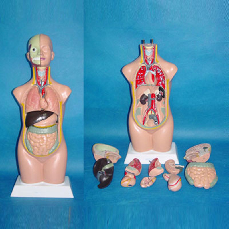 50cm Human Anatomic Torso Model