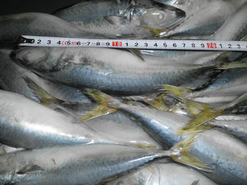 Pacific Mackerel