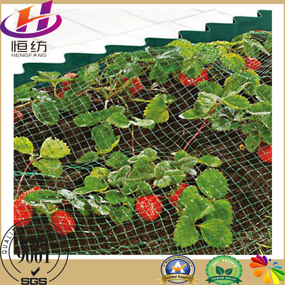 Long Life HDPE Agriculture Anti-Bird Netting on Vineyard Fence