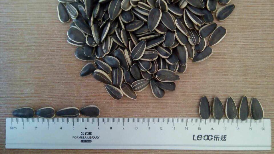 Sunflower Seeds 1121 with High Quality and Hot Sales