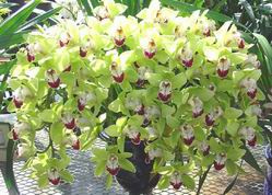 Cymbidium