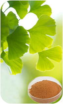 Ginkgo Leaf Extract Total Flavonol Glycosides 24% Total Terpene Lactones 6% GMP Manufacturer Kosher