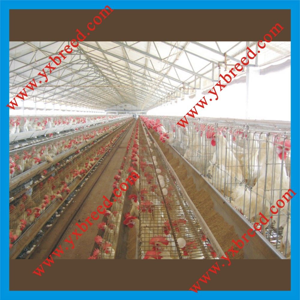 Egg Layer House