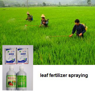 Biological Leaf Fertilizer -----Seaweed Extract