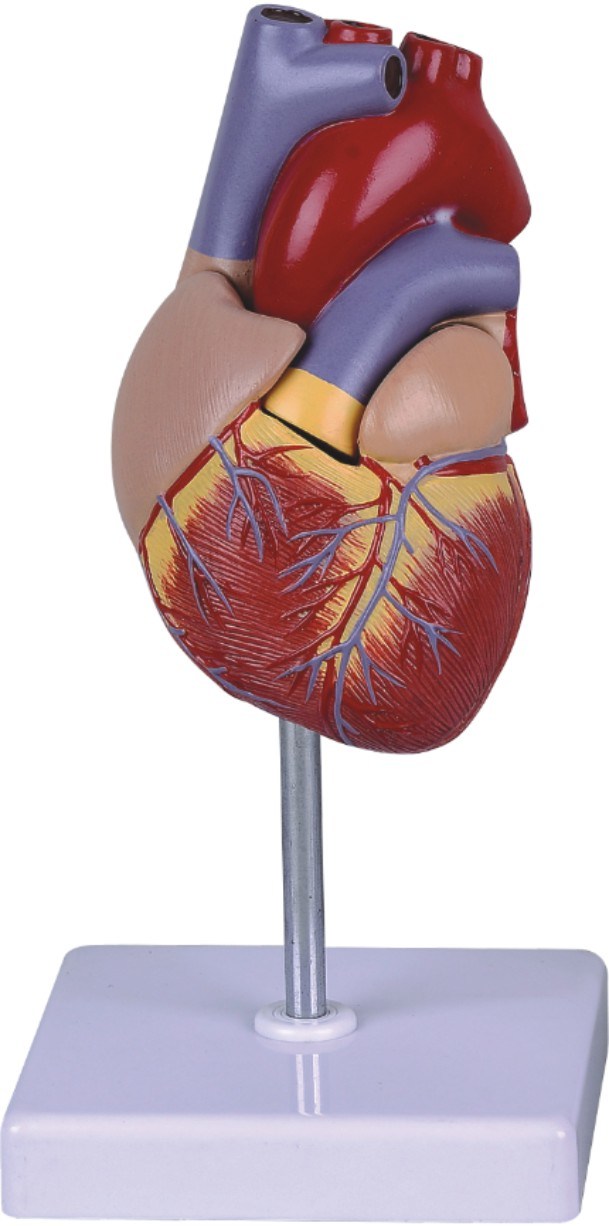 Human Heart Model-Mh07008
