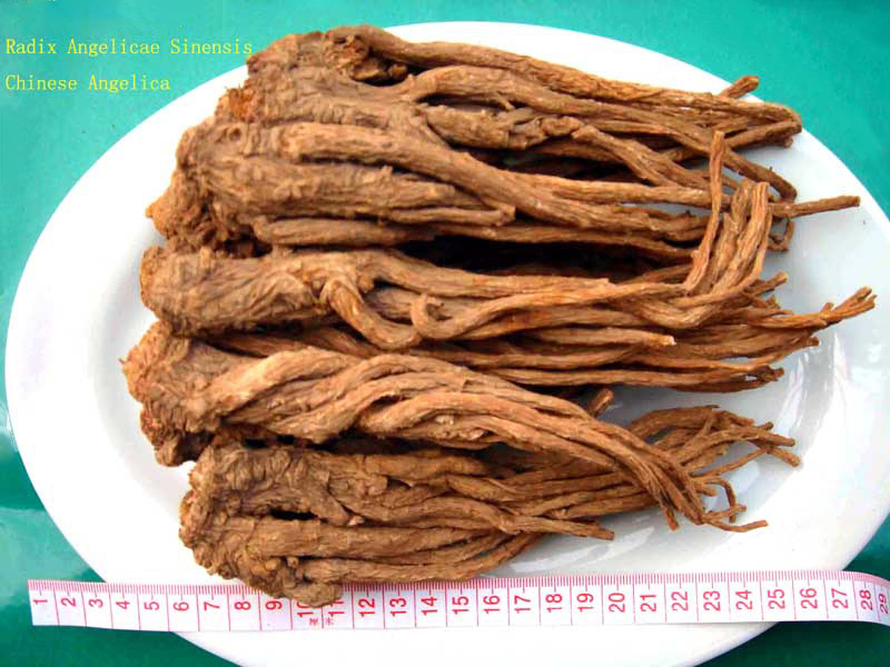 GMP 100% Natural Angelica Root for Sale