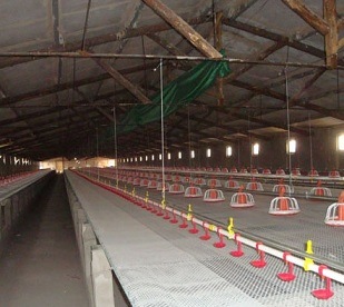 Poultry Feeding Line