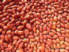 Chinese Peanut Kernels Long Shape