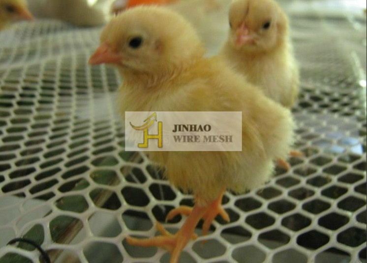 Plastic Extruded Mesh/Plastic Flat Net Used for Poultry, Duck, Chicken