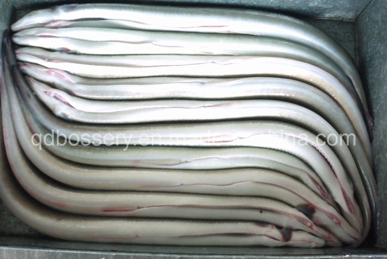Frozen Japanese Eel Fish