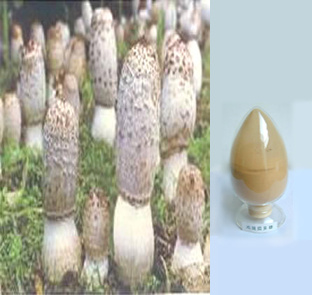 Coprinus Comatus Polysachharide (Shaggy Mane)