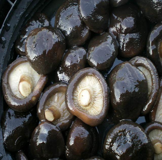 Shiitake Mushroom in Brine