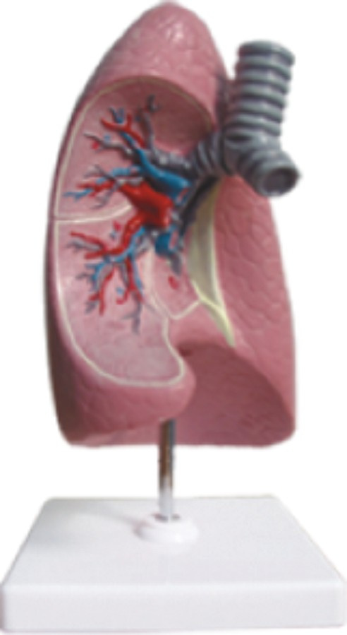 Dissection Model of Bronchus in Right Lung-Mh07031.03