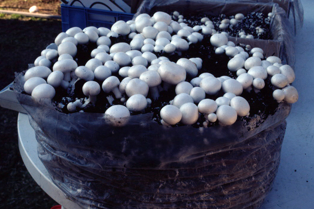 Agaricus Bisporus Powder, White Mushroom; Edible and Medicinal Mushroom, GMP/HACCP Certificate
