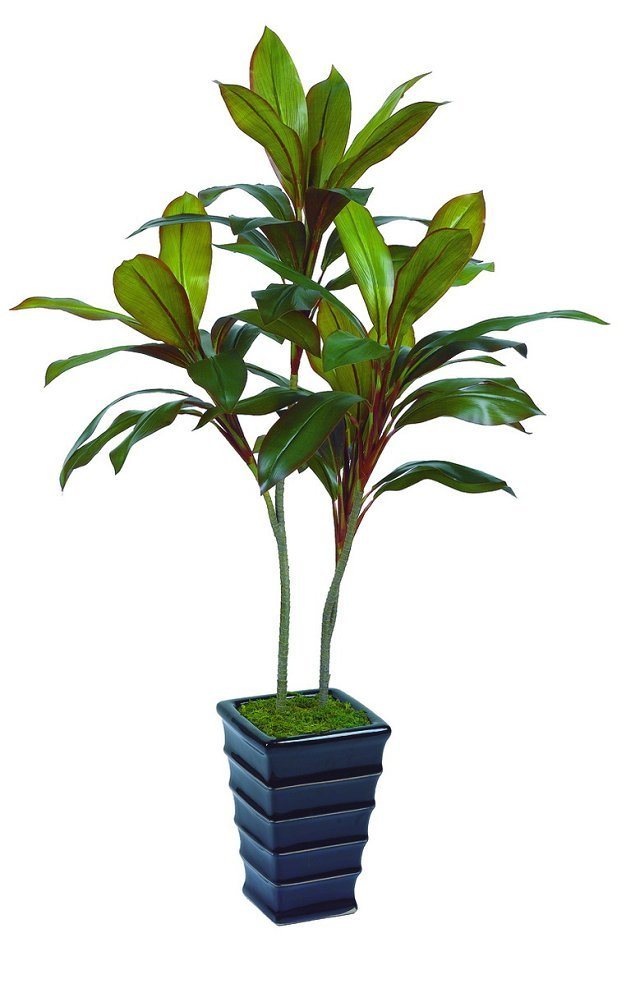 Artificial Plants and Flowers of Dracaena with 54lvs