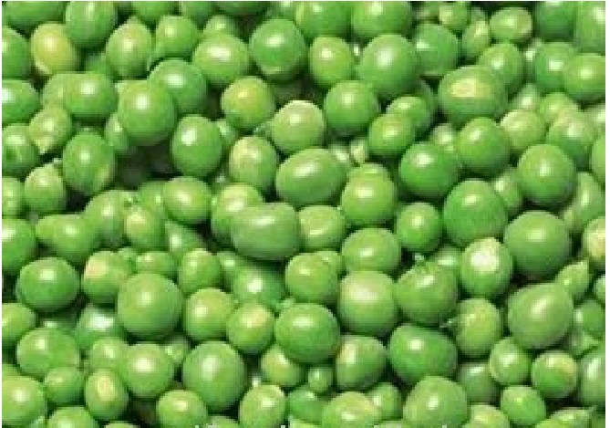 Canned Green Peas/Canned Beans/Canned Food