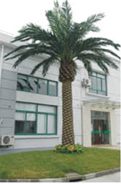 Palm Tree